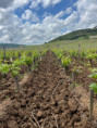 /album/galerie-de-photos/vigne-lamargue-laboure-jpg/